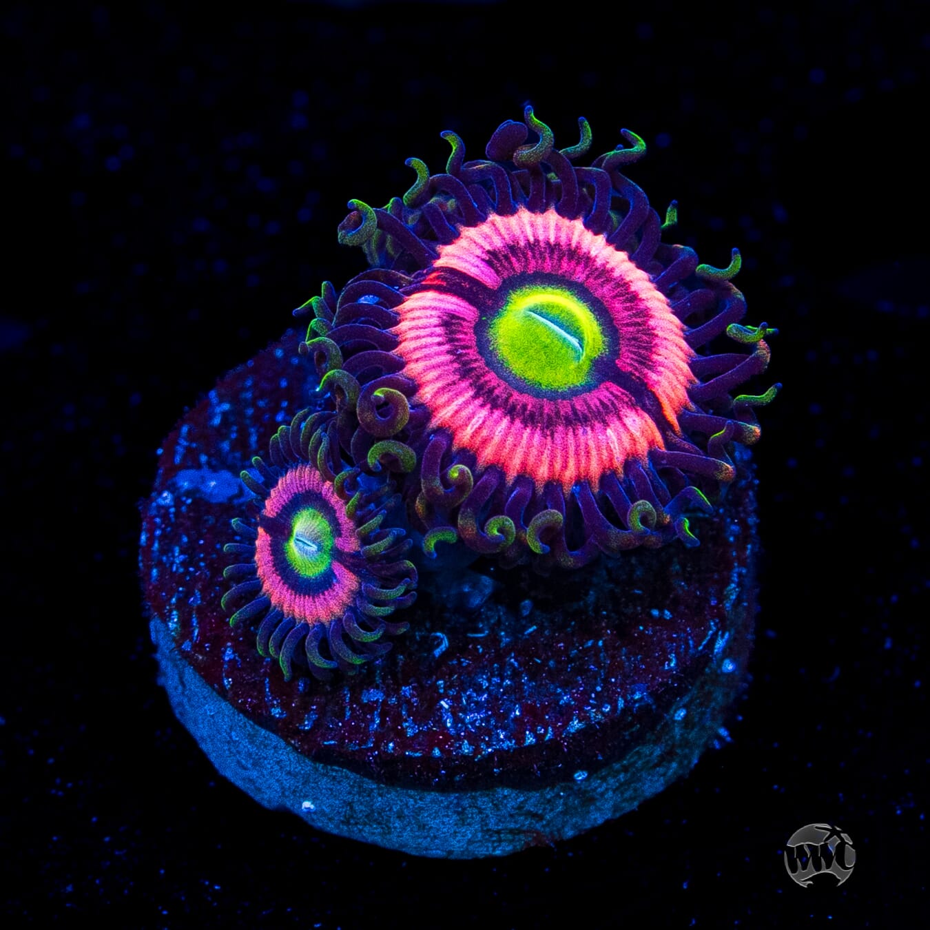 WWC Ultimate Bubblegum Pink Zoanthids