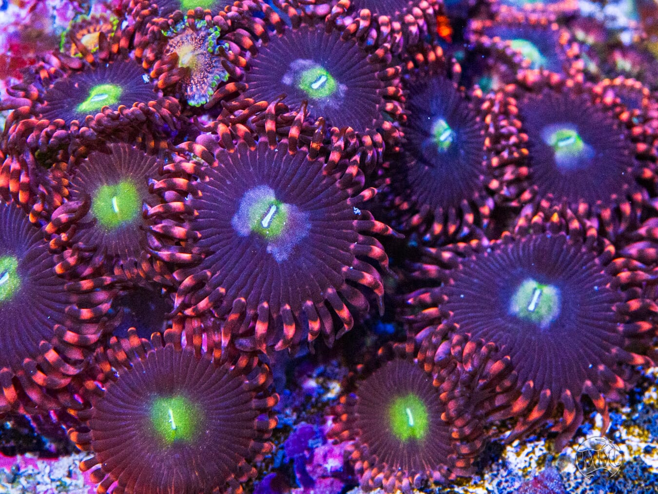 WWC Ultimate Chaos Zoanthids - Mother Colony Photo