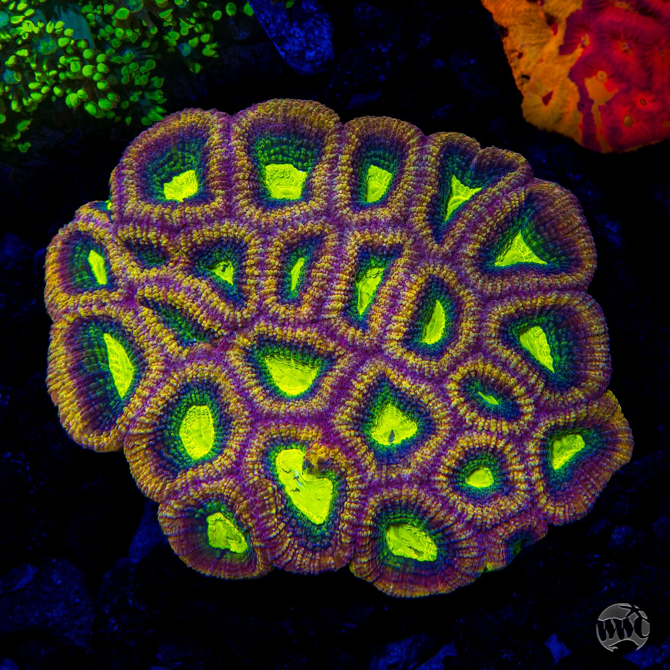 WWC Ultimate Fantastic Dragon Soul Goniastrea - Mother Colony Photo