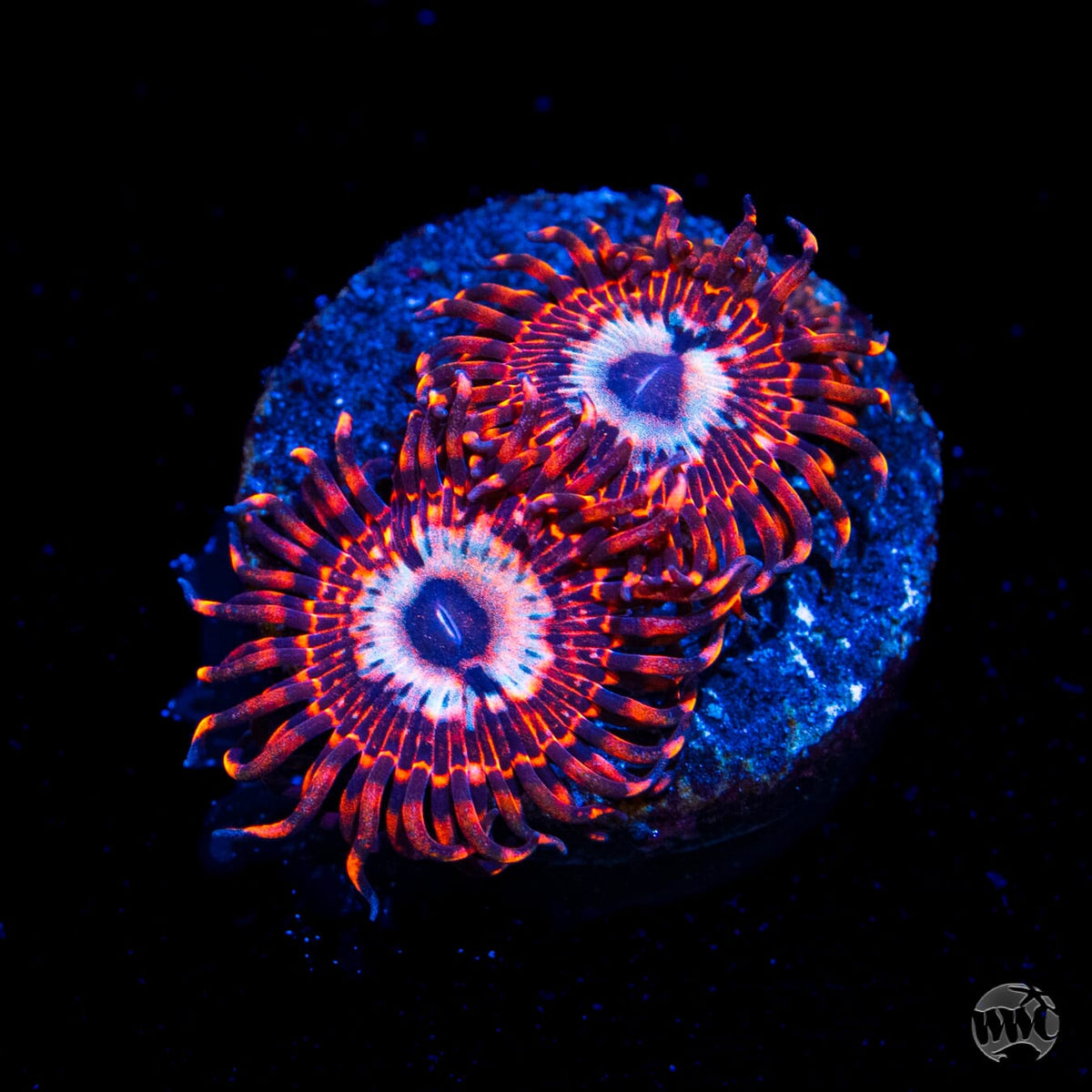 Utter Peace Zoanthids