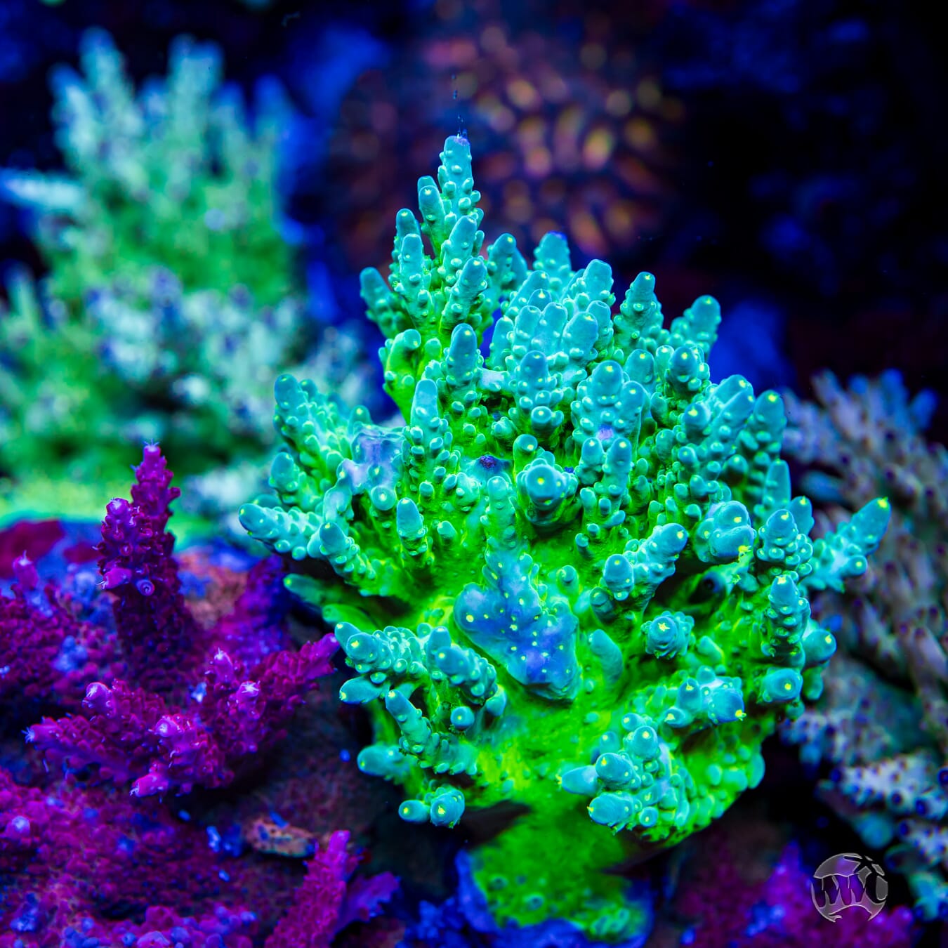 WWC Viper Sting Acropora - Mother Colony Photo