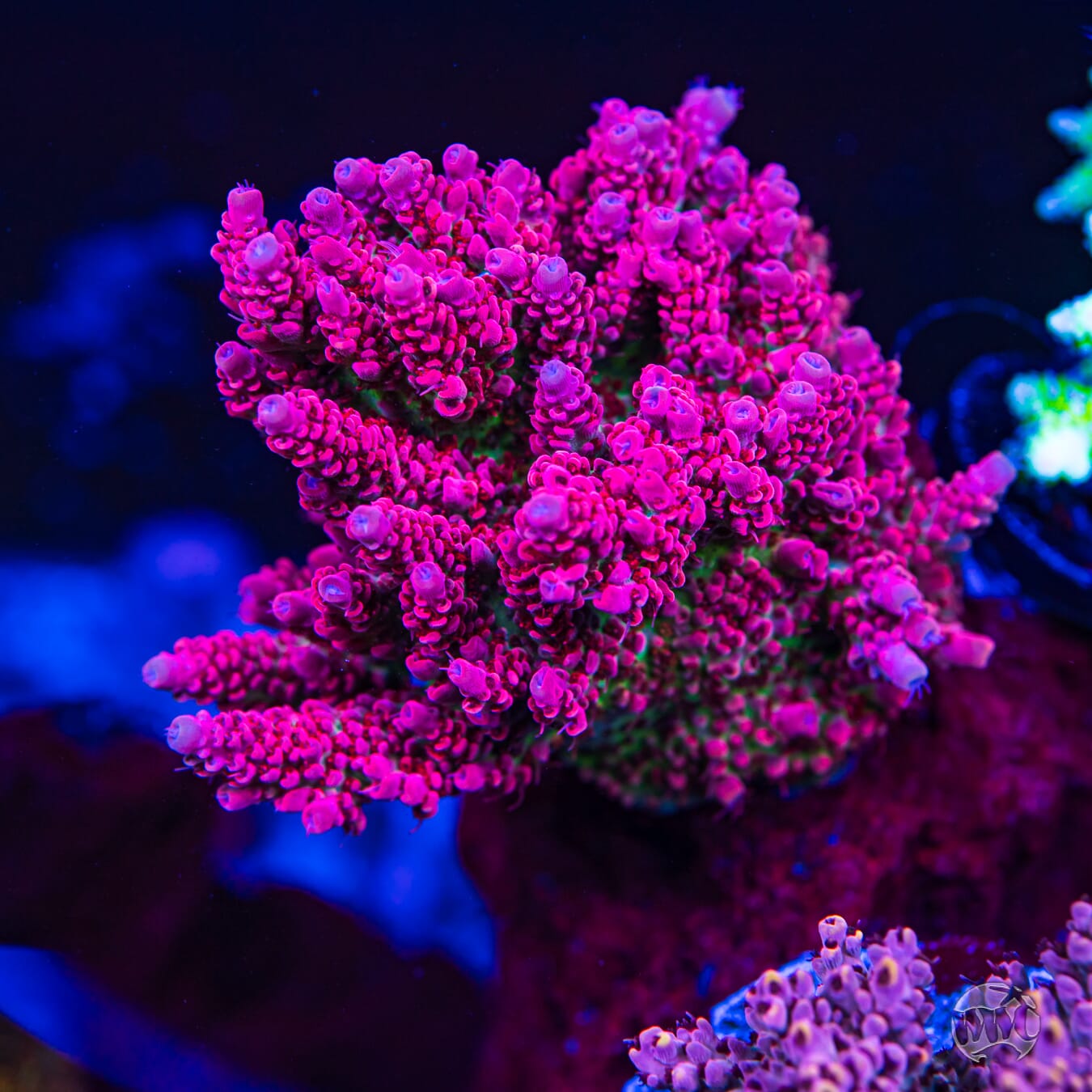 WWC Watermelon Smasher Acropora - Mother Colony Photo