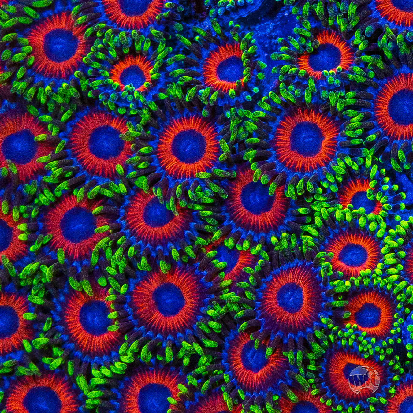 WWC Whammin Watermelon Zoanthids