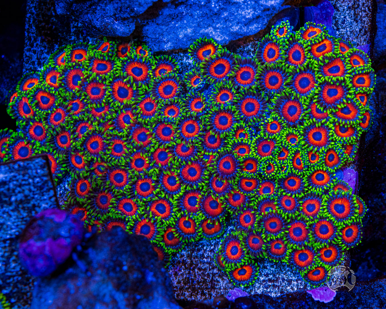 WWC Whammin Watermelon Zoanthids