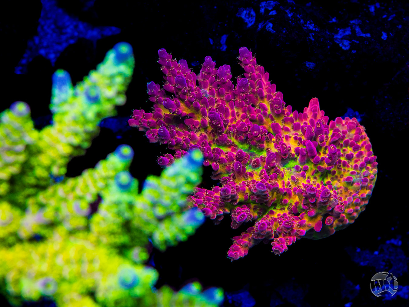 WWC Whiplash Acropora