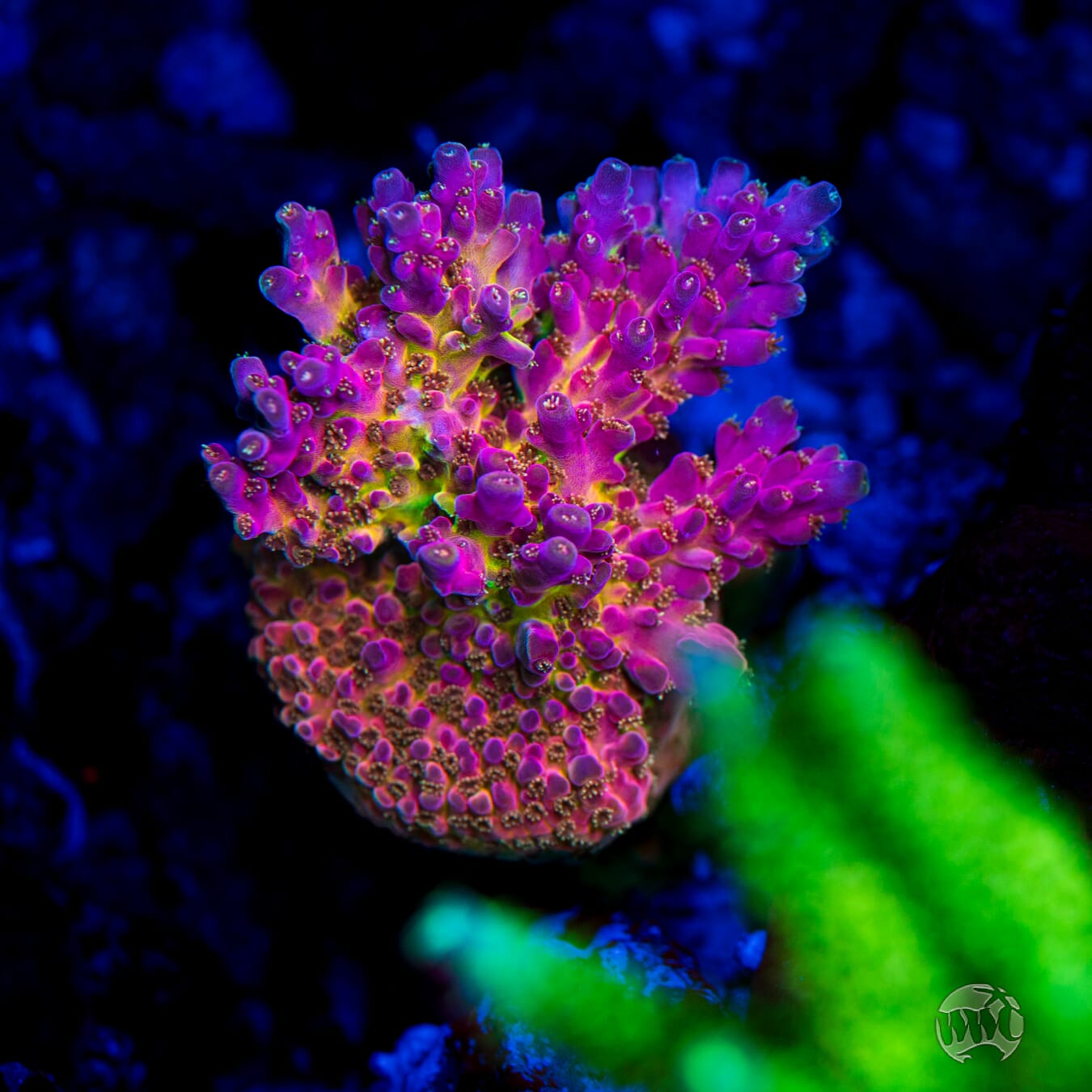 WWC Whiplash Acropora - Mother Colony