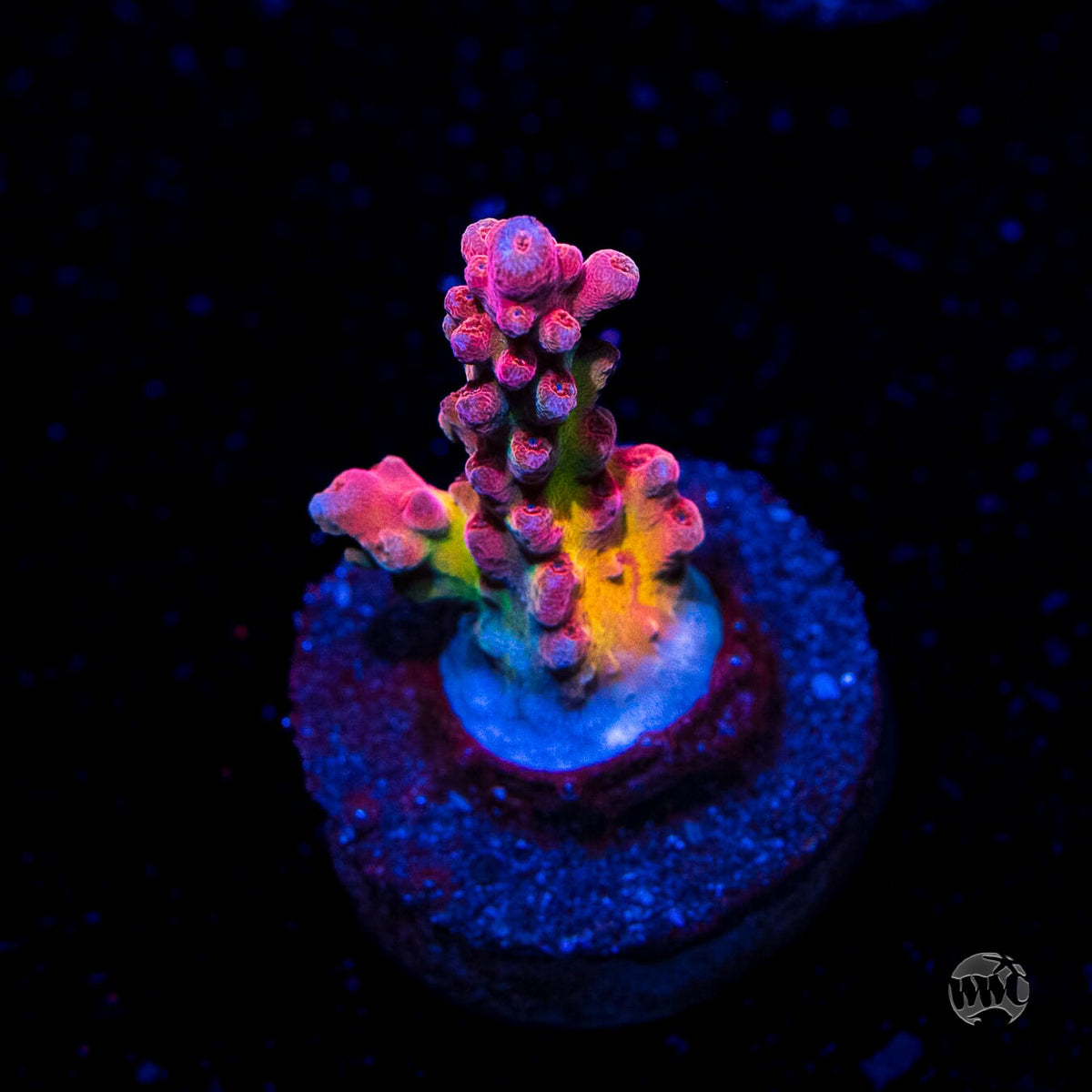 WWC Whiplash Acropora