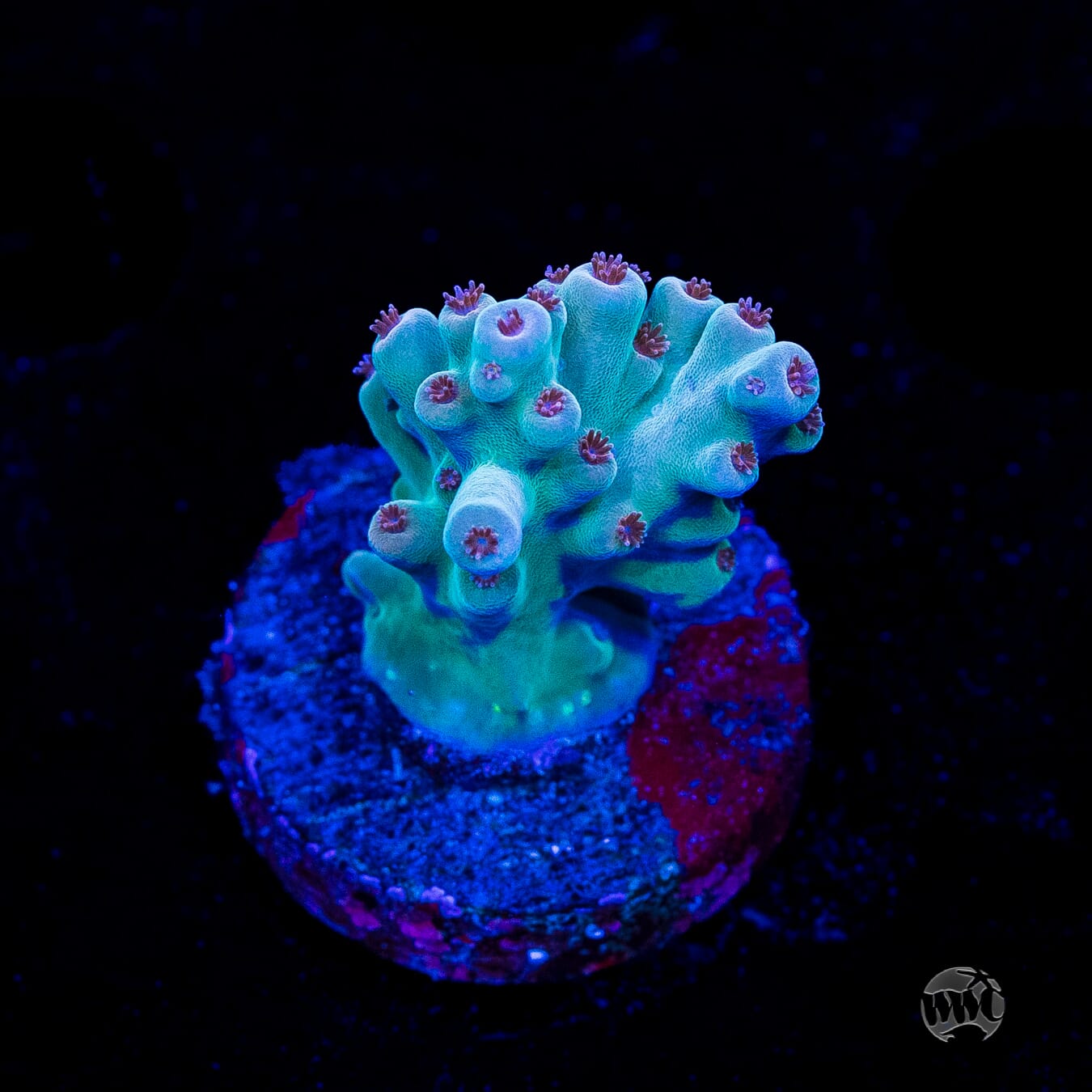 WWC White Walker Acropora