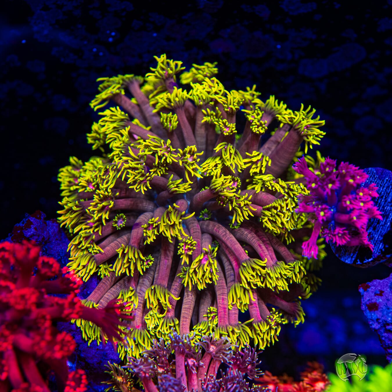 WWC X-Rated Goniopora - Mother Colony Photo
