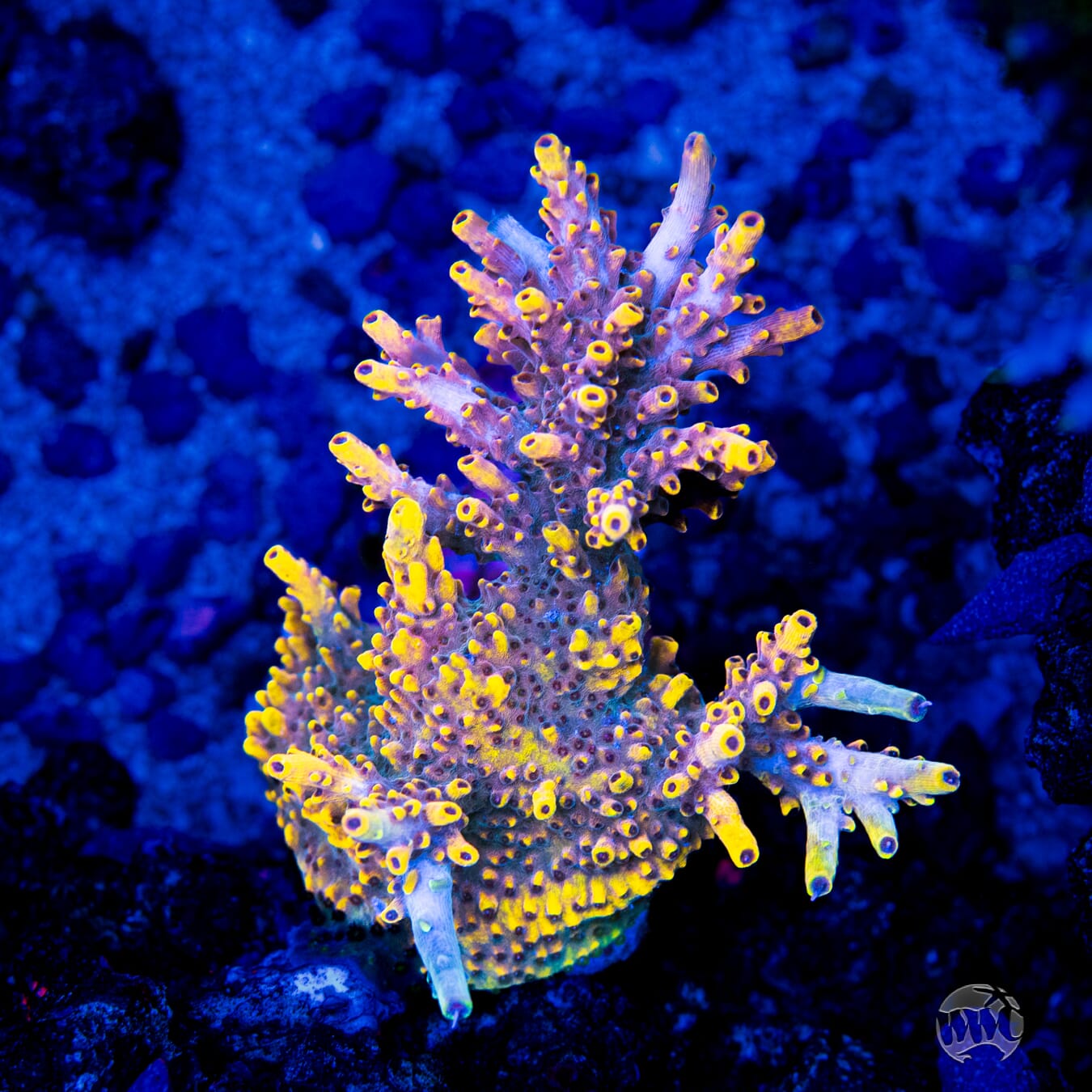 WWC Yellow Fever Acropora - Mother Colony Photo