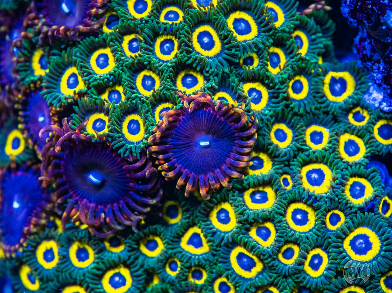 WWC Yellow Submarine Zoanthids - Mother Colony