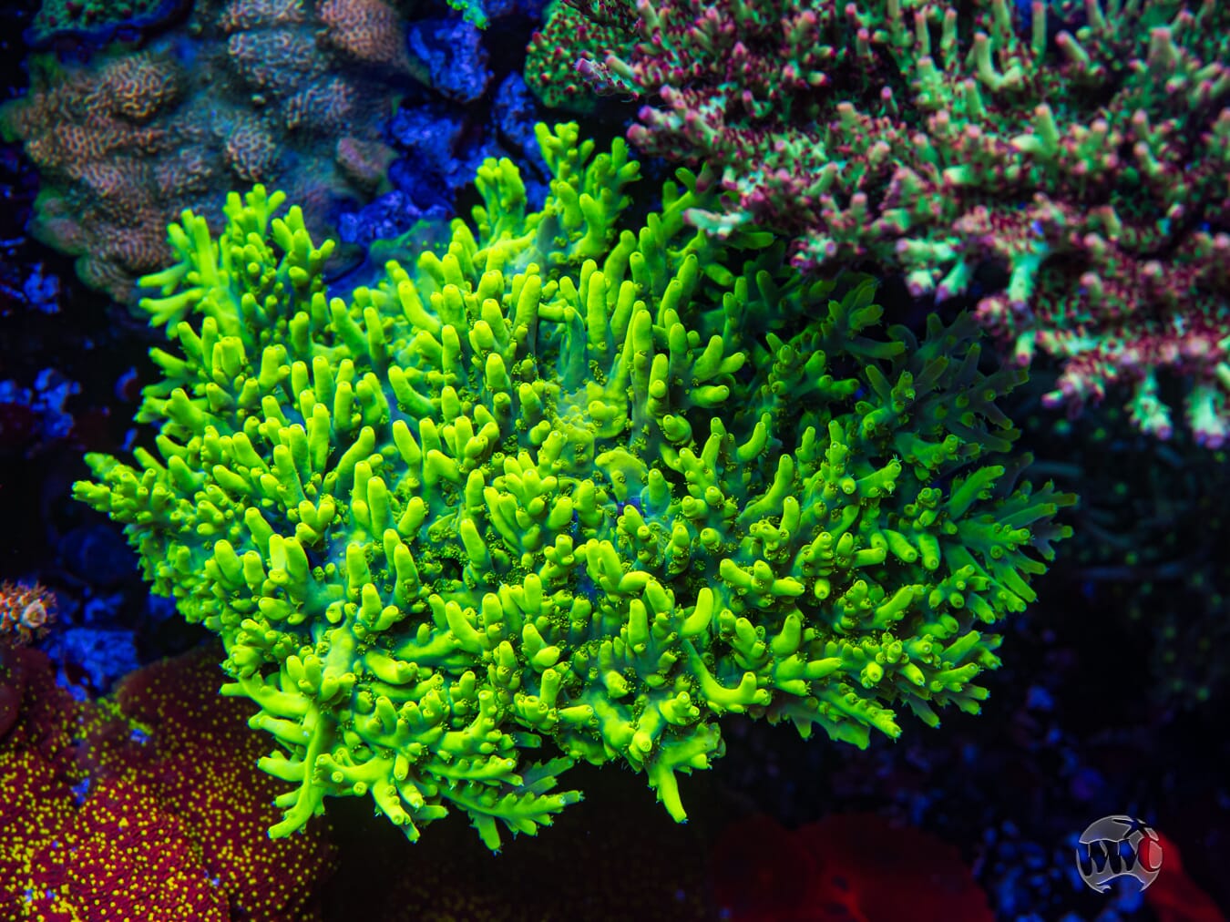 WWC Yoda Acropora