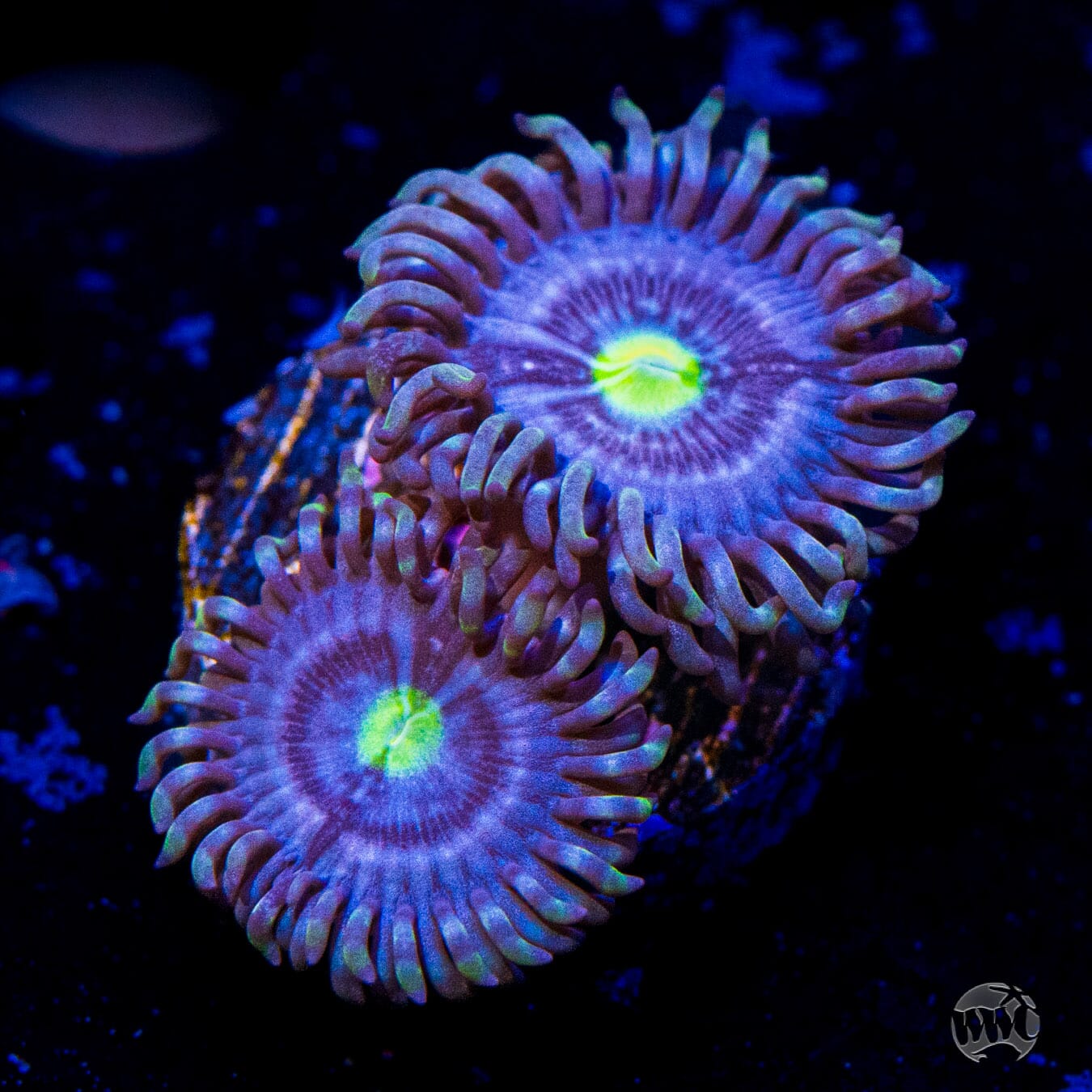 WWC Avocado Smasher Zoanthids