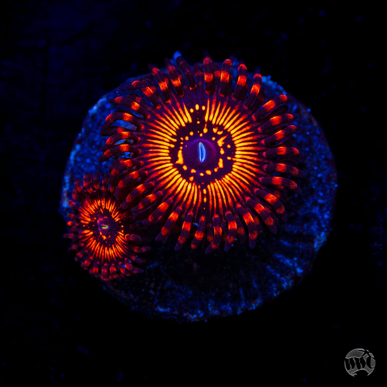 WWC Balrog Zoanthids