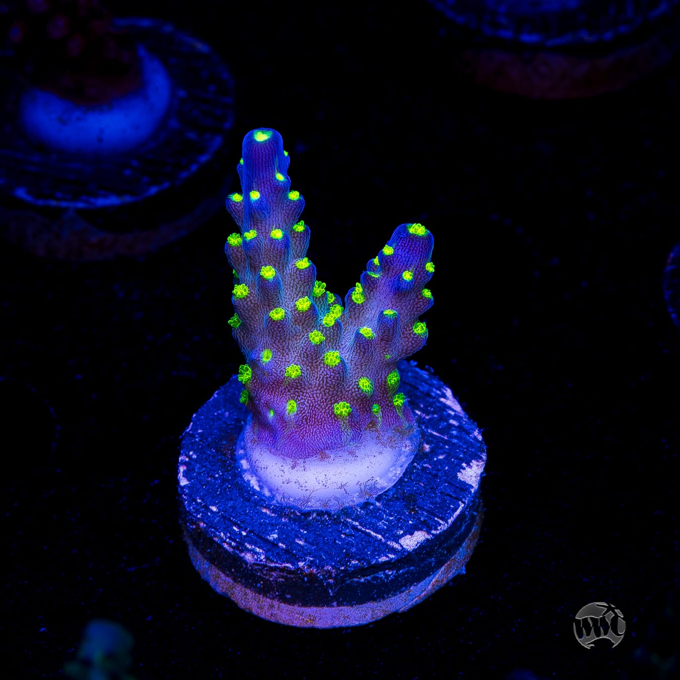WWC Blueberry Fields Acropora