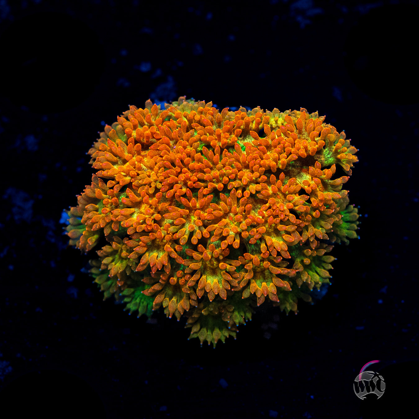 WWC Captain Crunch Micro Goniopora Coral