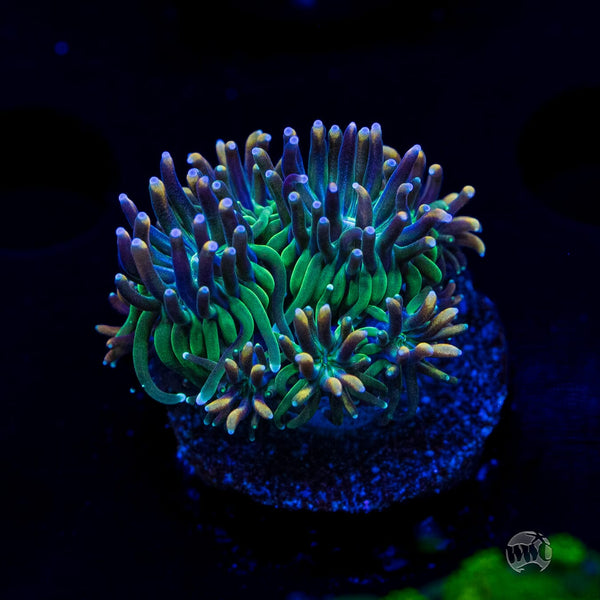 WWC Cyclops Galaxea Coral