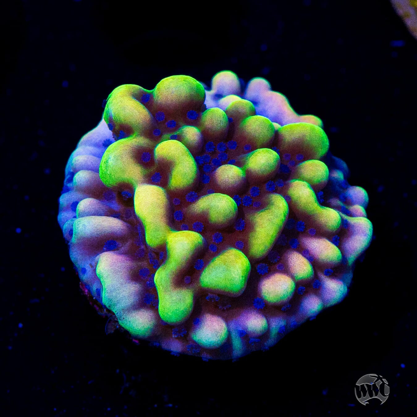 WWC Dark Portal Montipora Coral