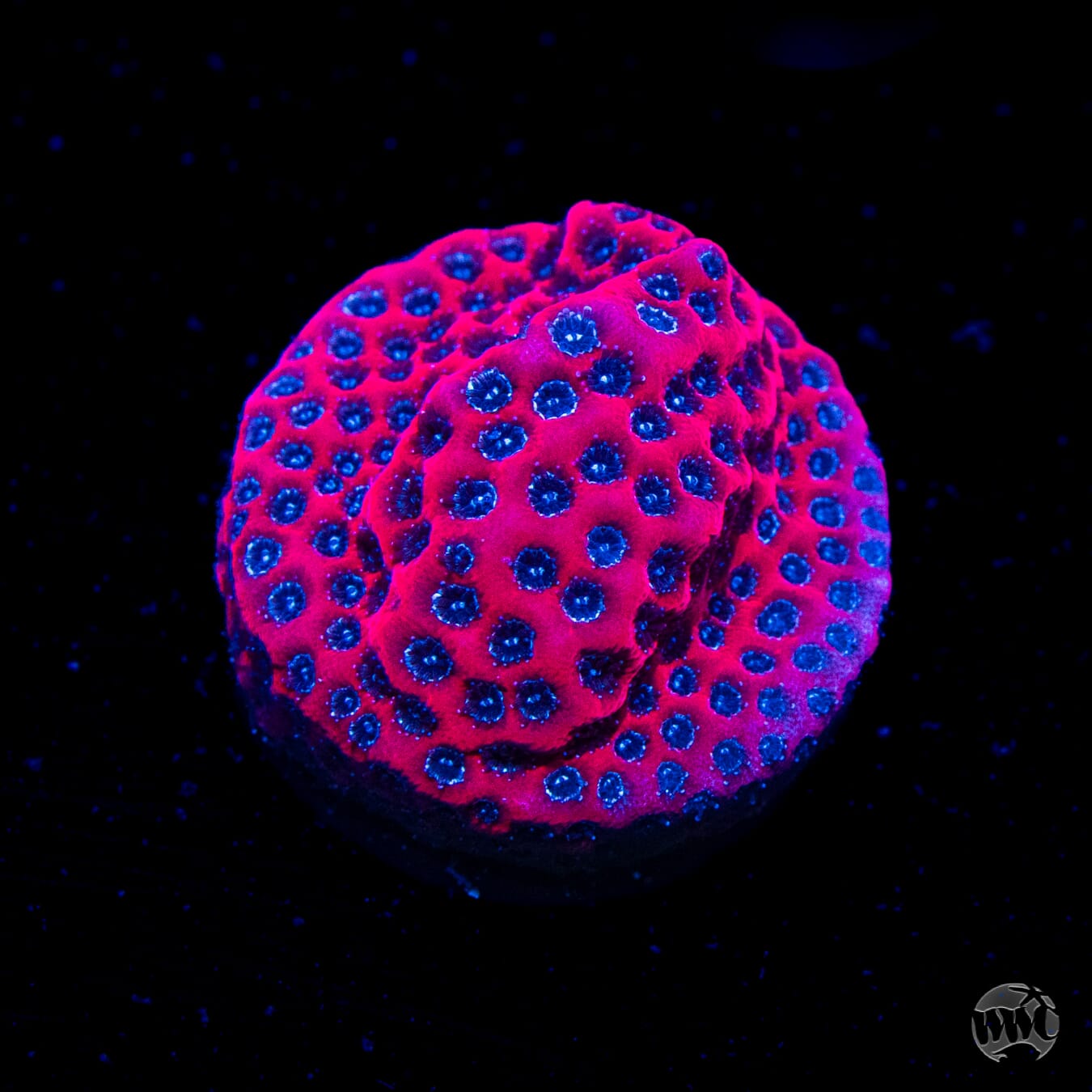 Darth Maul Porites