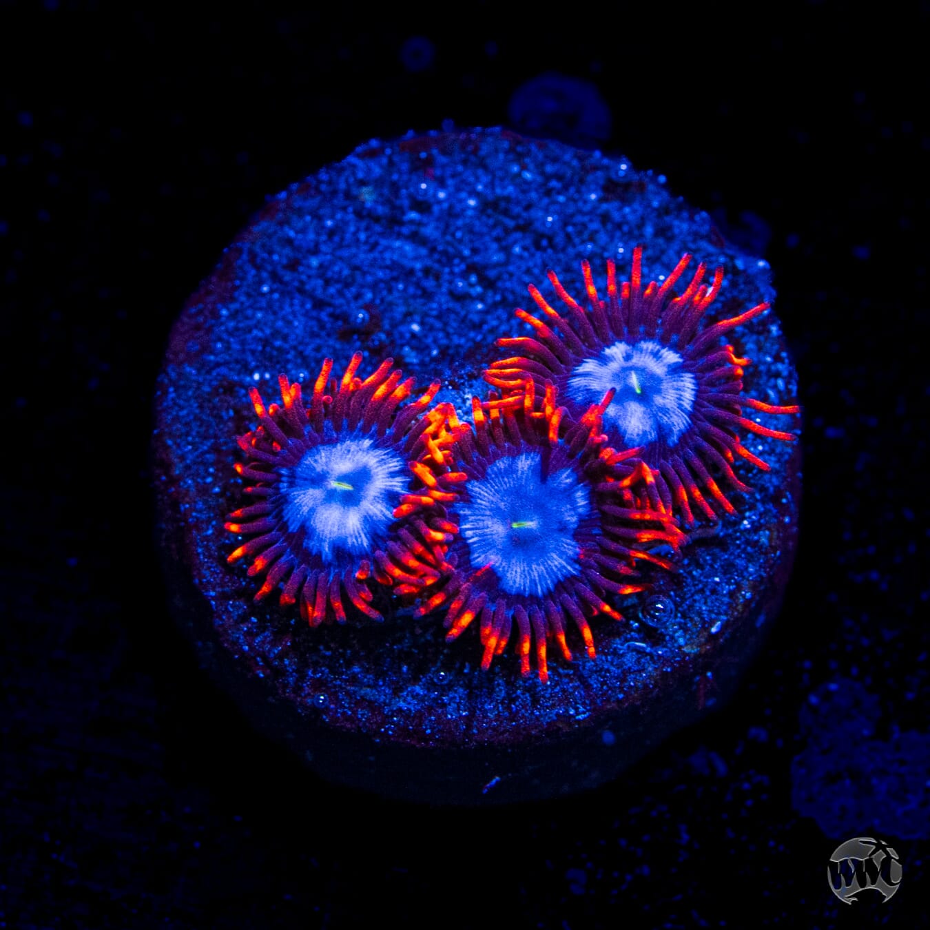 Fire and Ice Zoanthids