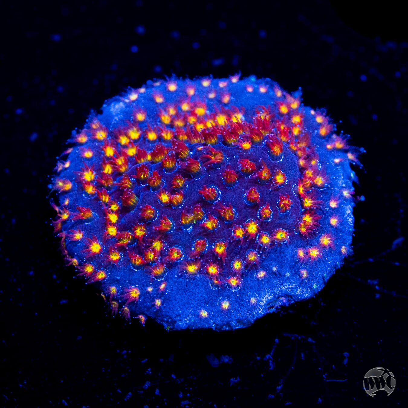WWC Firestone Stylocoeniella Coral