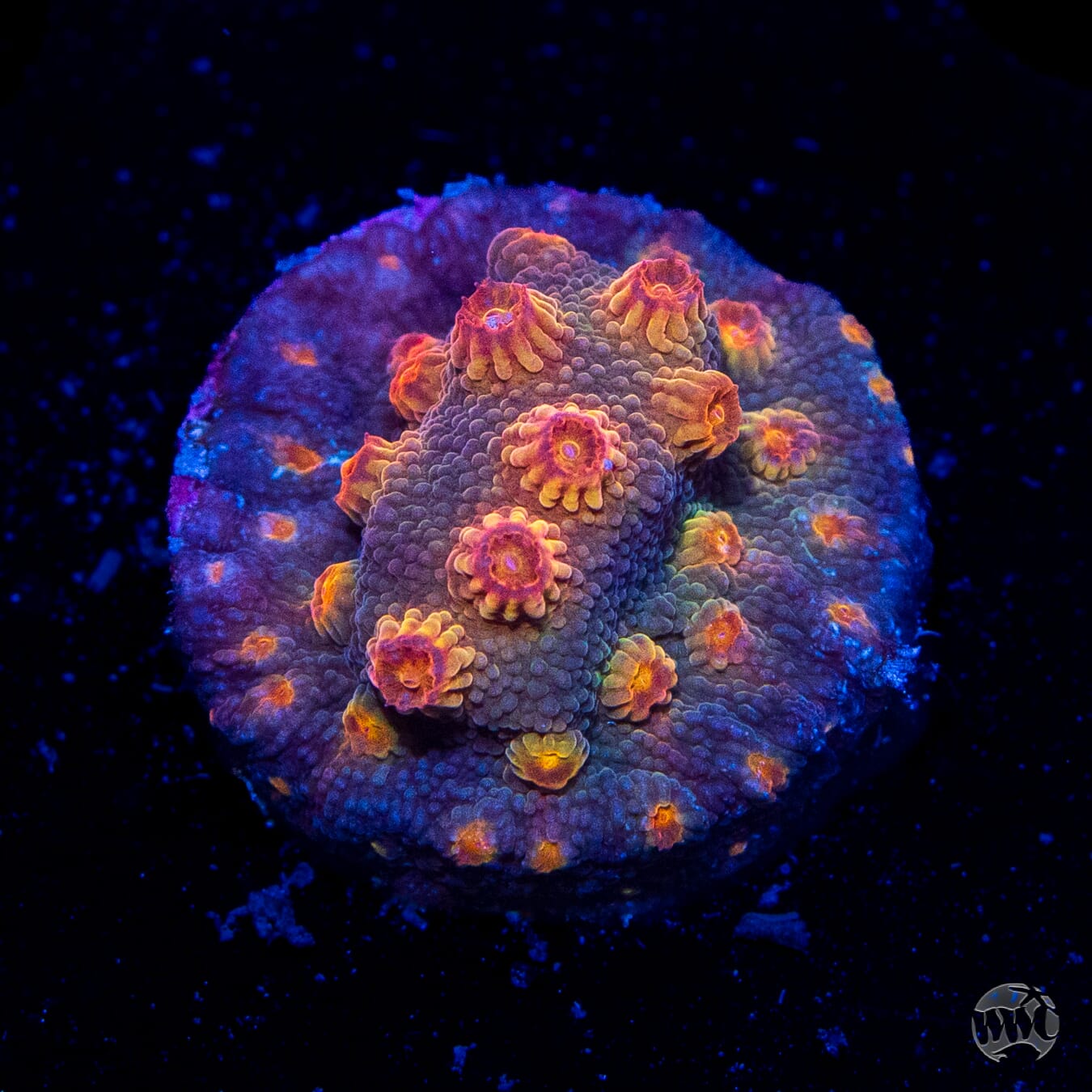 WWC Flicka Flame Cyphastrea Coral
