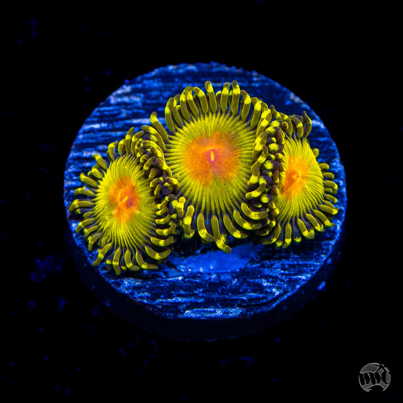 WWC Golden Gods Zoanthids