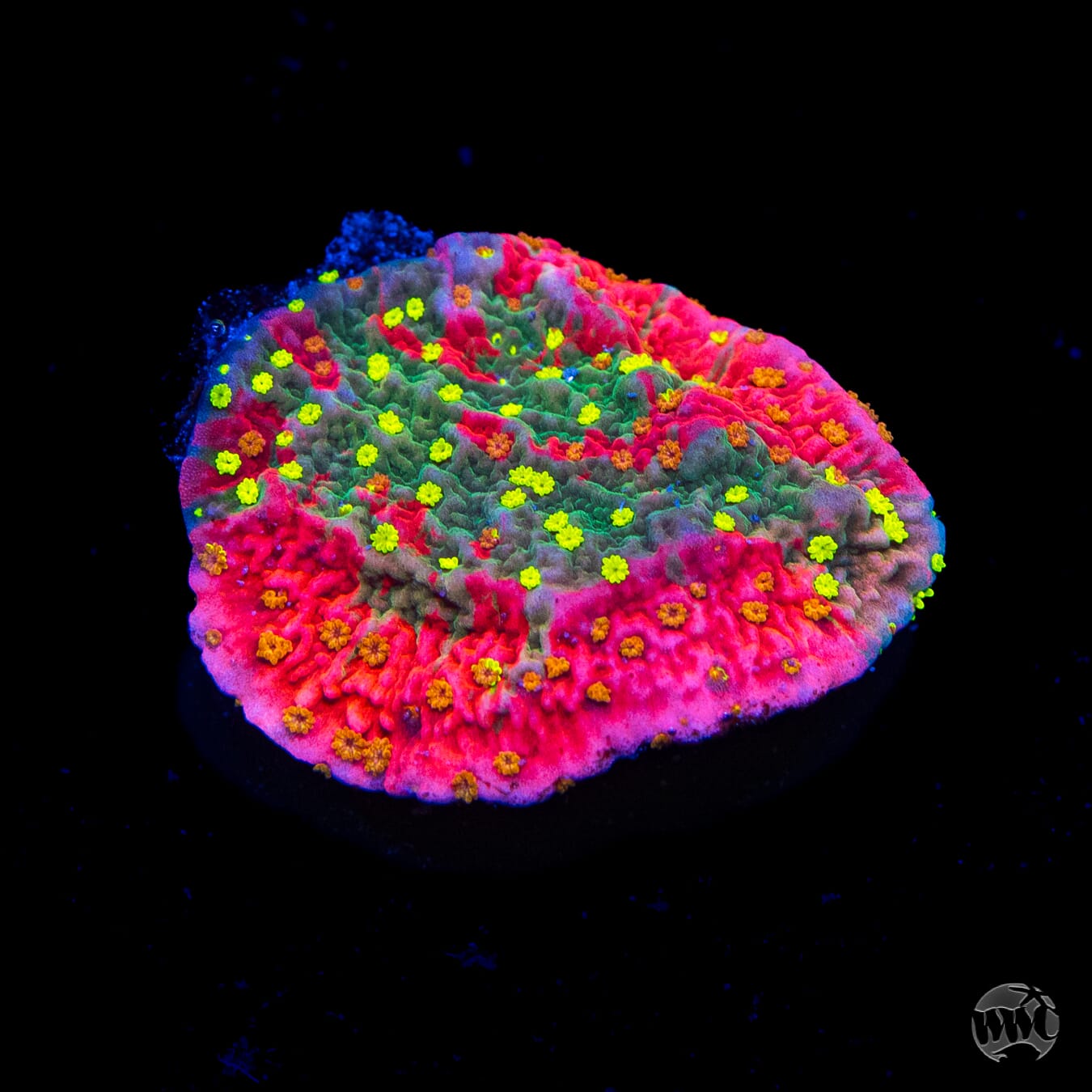 WWC Grafted Sunfire Cap Montipora Coral