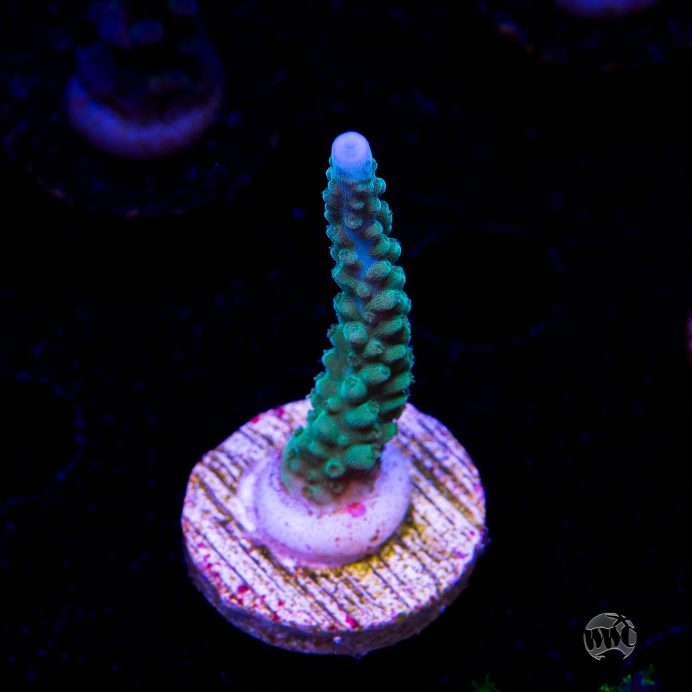 WWC Green Lightning Stag Acropora