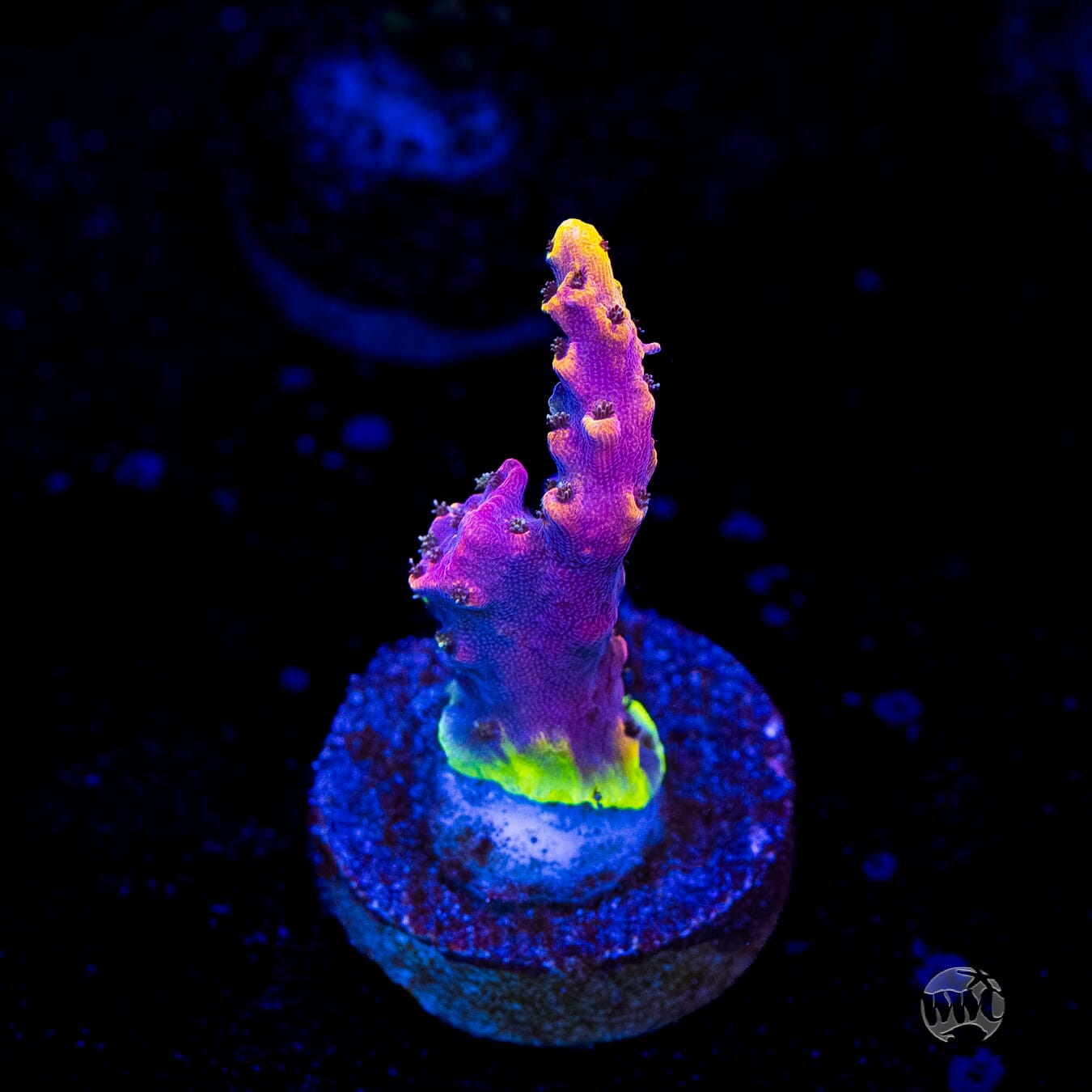 WWC Grizzly Adams Acropora