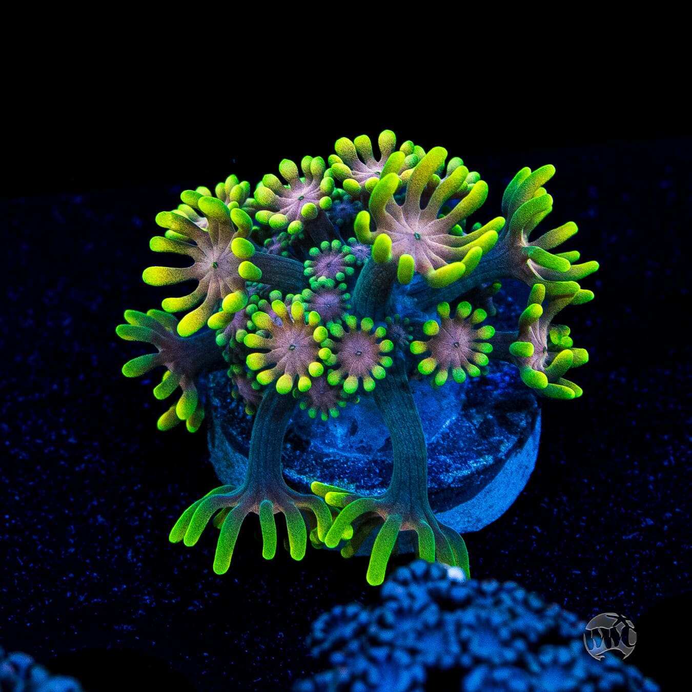 WWC Guava Berry Alveopora Coral