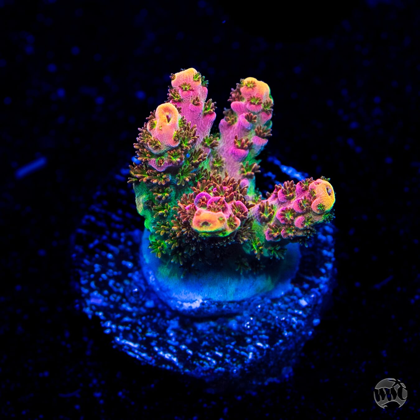 WWC Hyper Pink Acropora