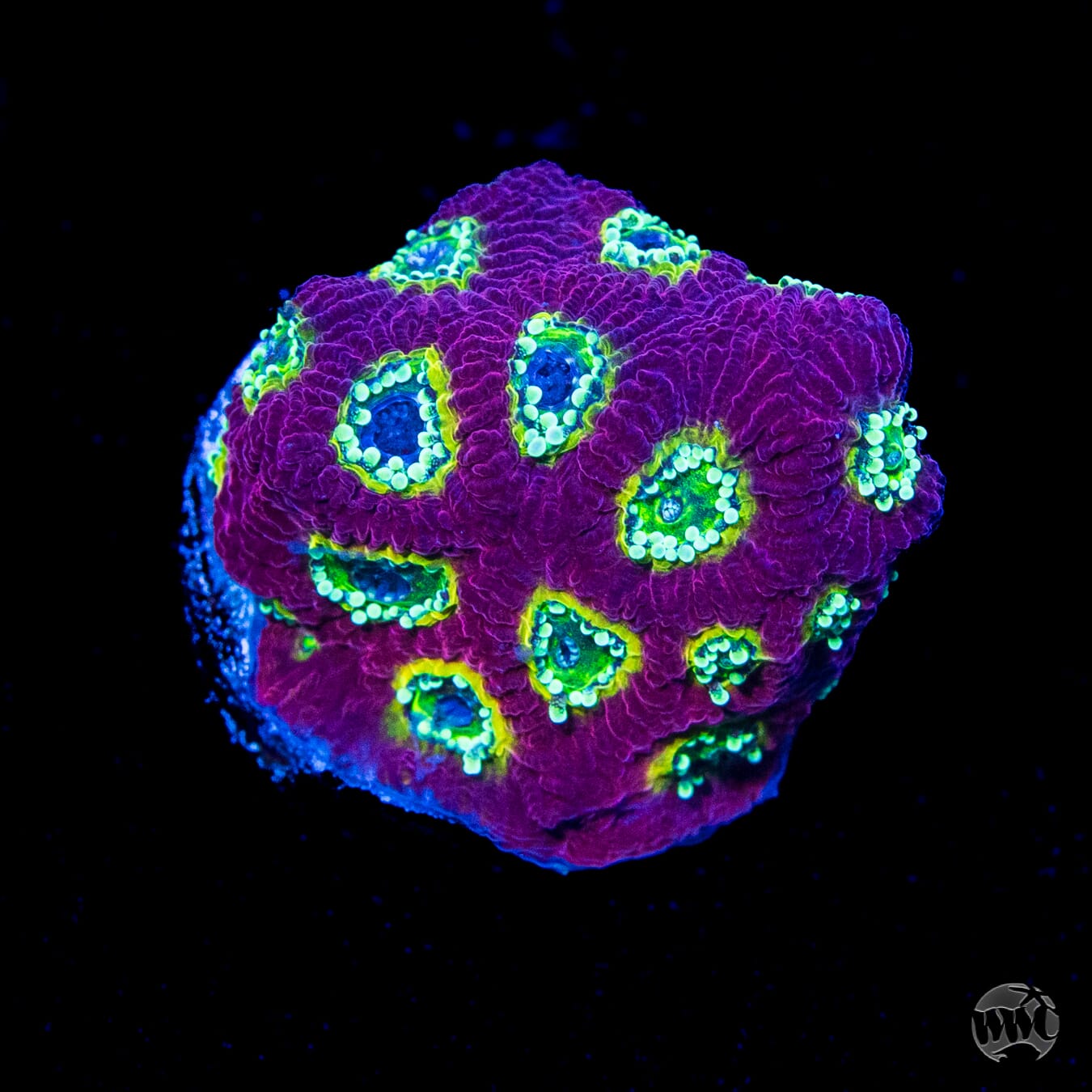 WWC Lemon-Lime Favites Coral