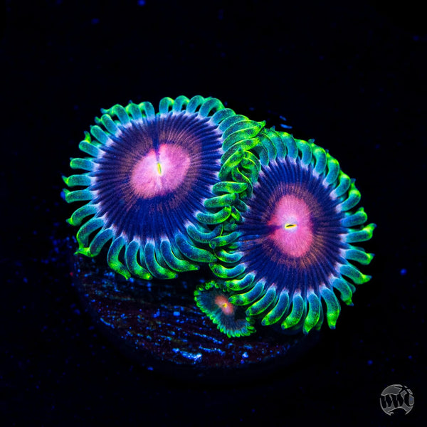 WWC-lucky-kentucky-zoanthids-