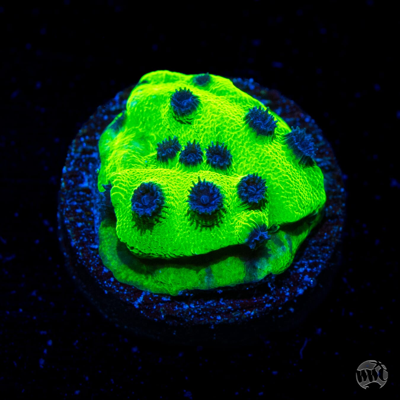 WWC Mardi Gras Cyphastrea Coral