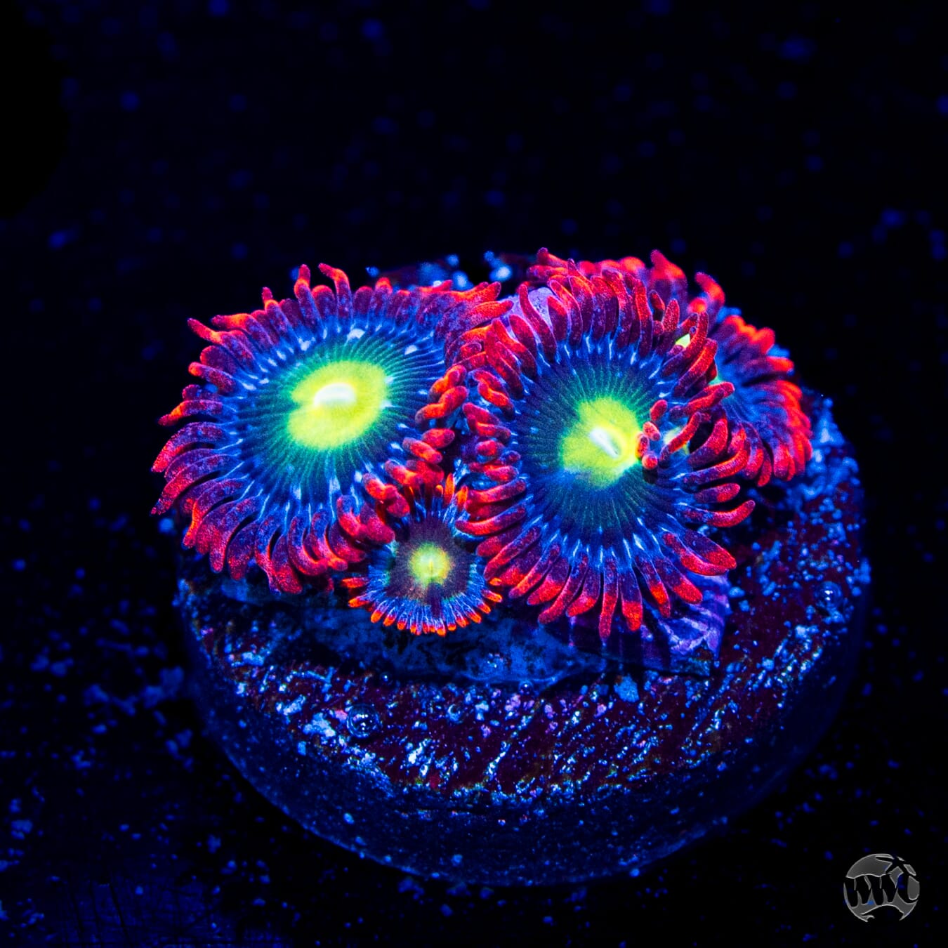 WWC Monster Mash Zoanthids