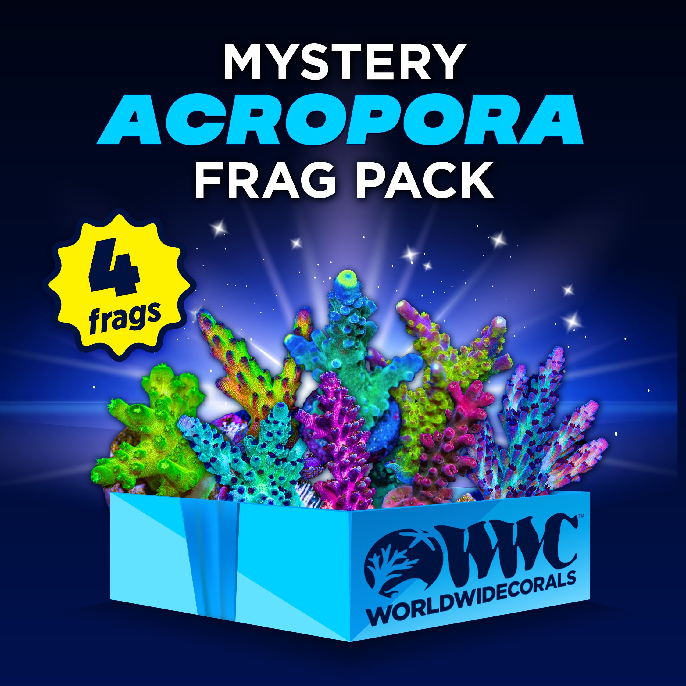 Mystery Acropora Frag Pack (4 Frags)