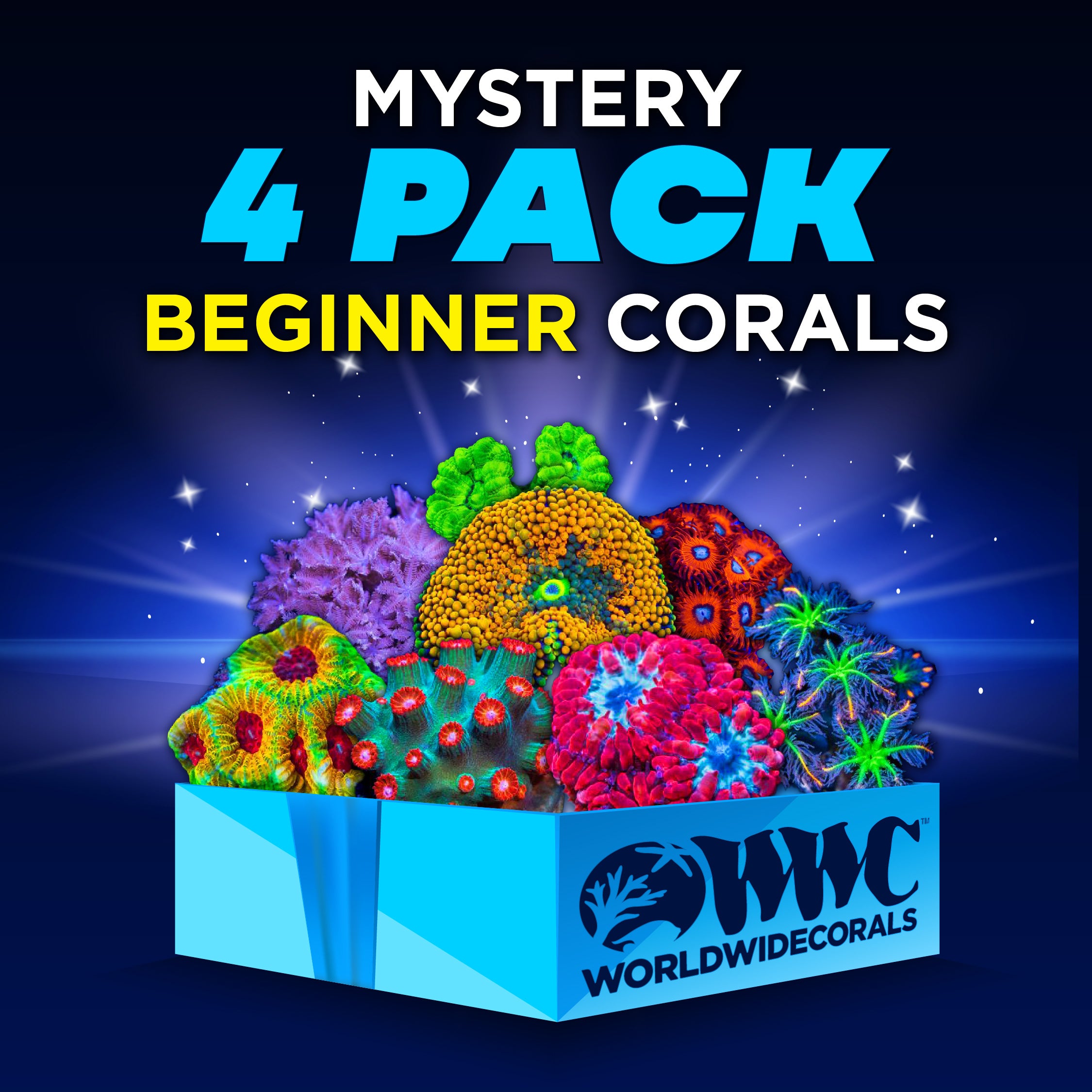 Mystery 4 Pack Beginner Corals