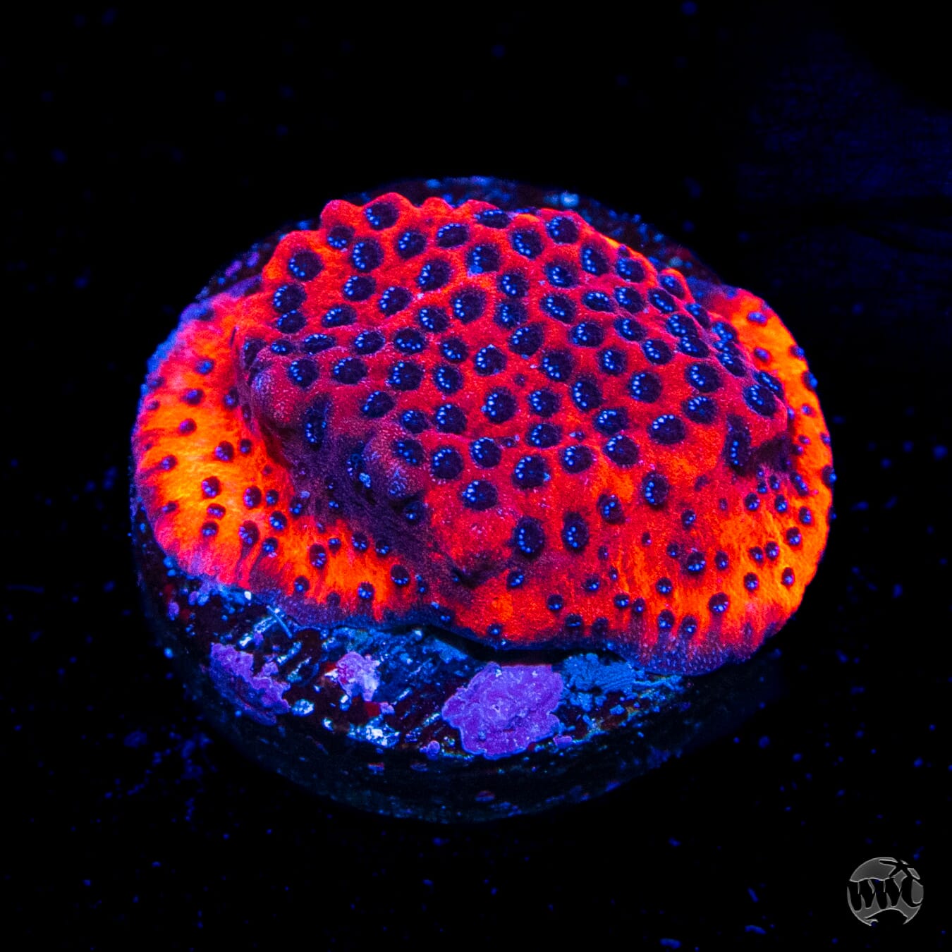 WWC Mystic Sunset Montipora Coral