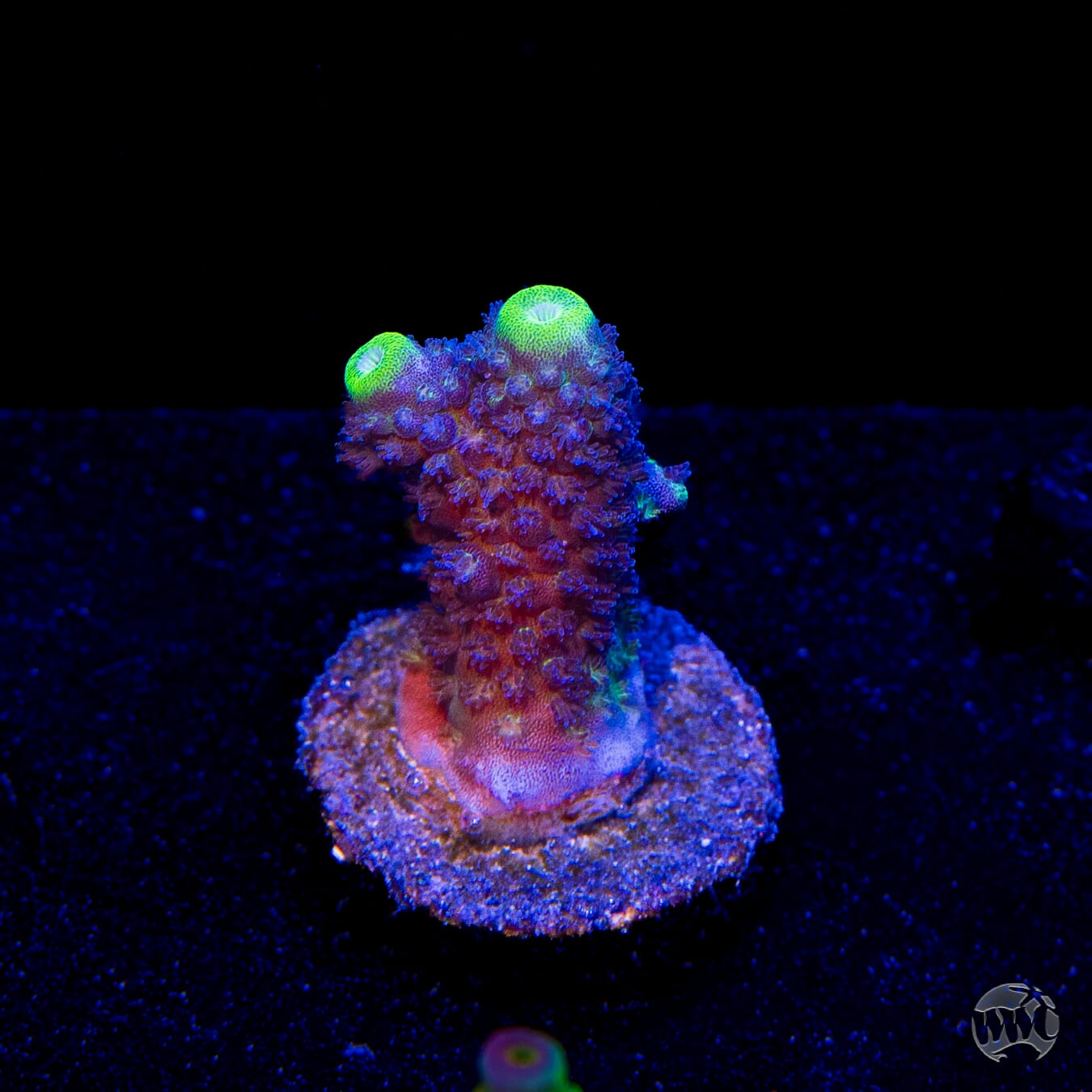 WWC Nuclear Grapes Acropora
