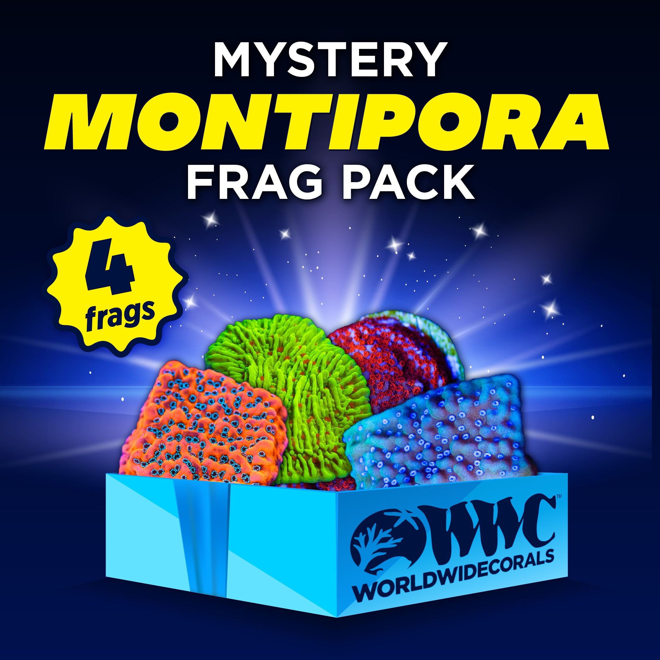 Mystery Montipora Frag Pack (4 Frags)