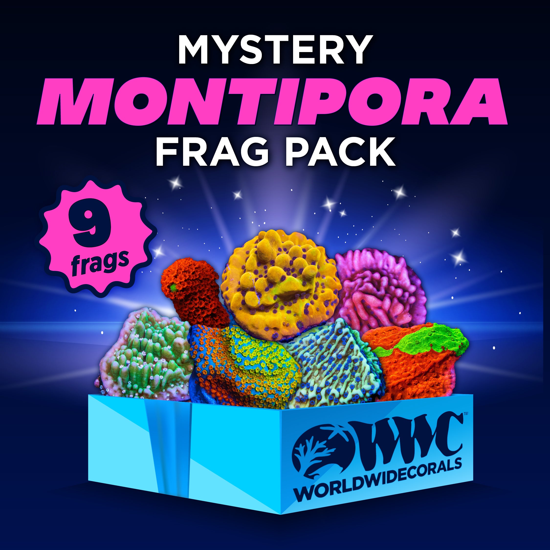 Mystery Montipora Frag Pack (9 Frags)