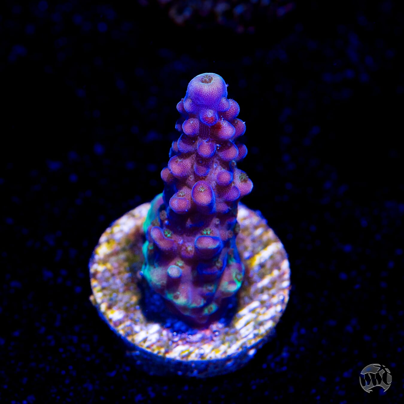 Paletta Blue Acropora