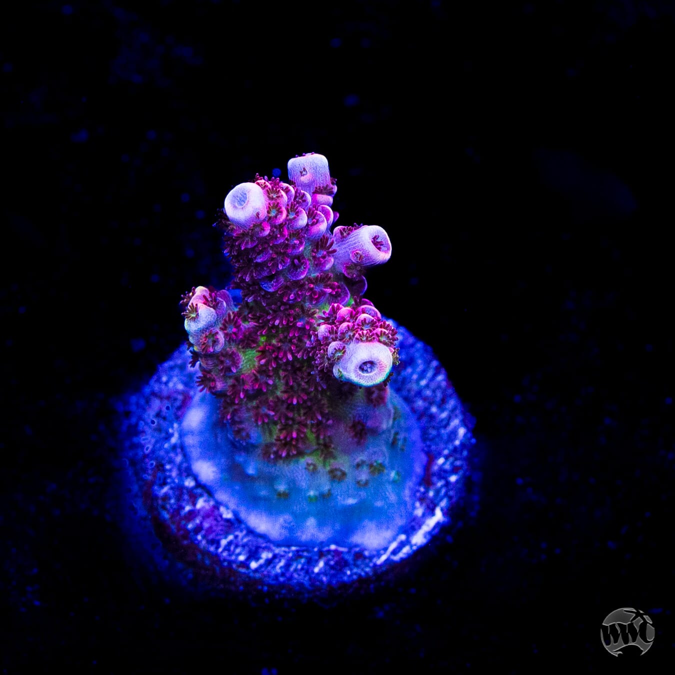 WWC Ruby Runner Acropora