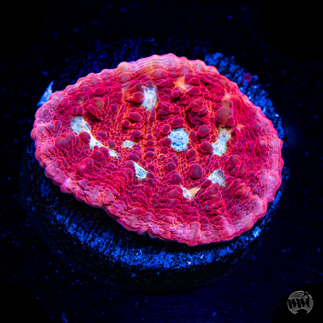 WWC Scarlet Ninja Chalice Coral