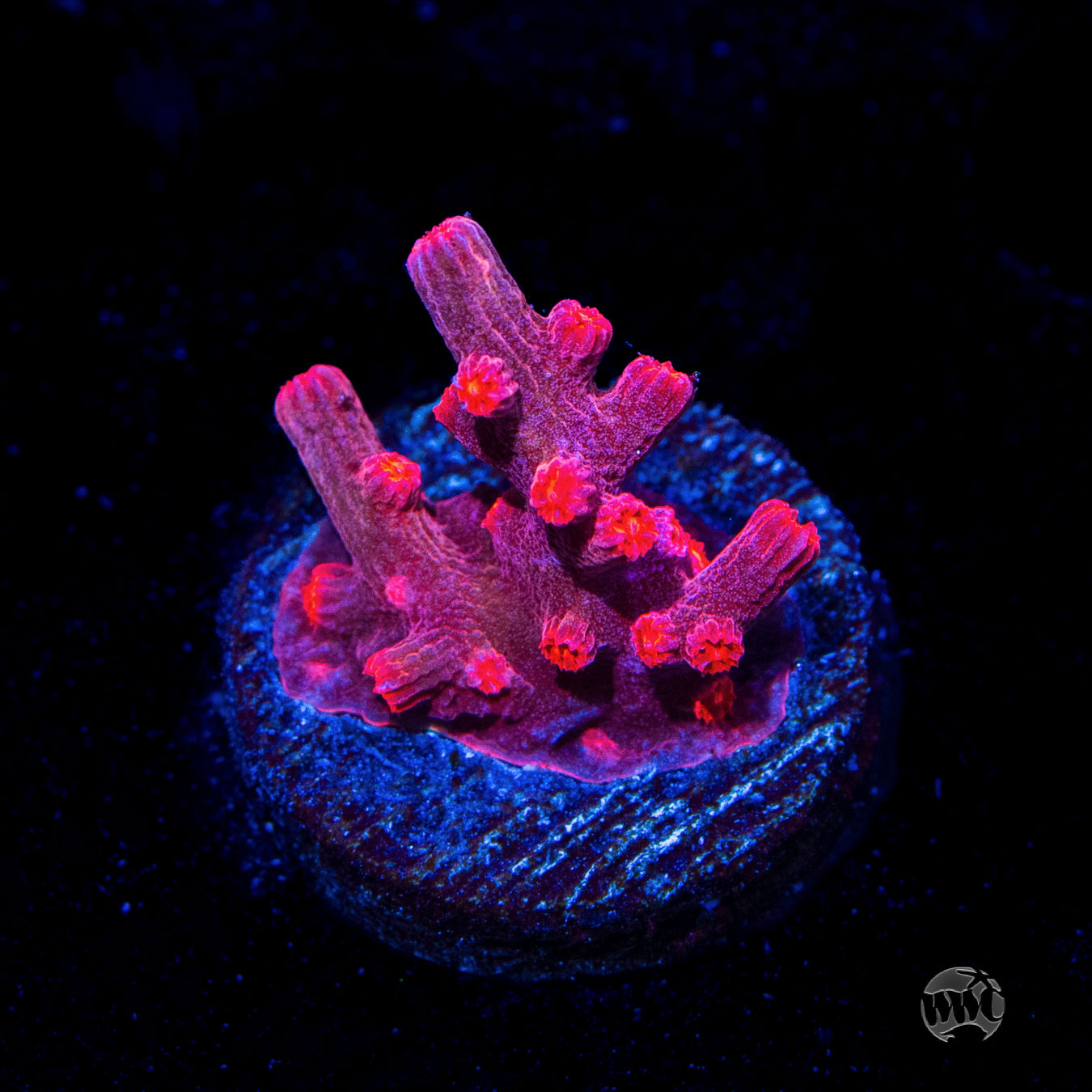 WWC Strawberry Branching Cyphastrea Coral