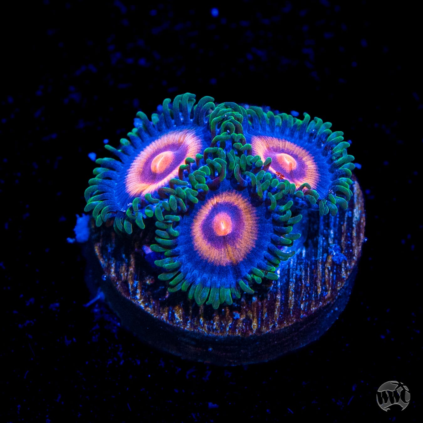 Supergirls Zoanthids