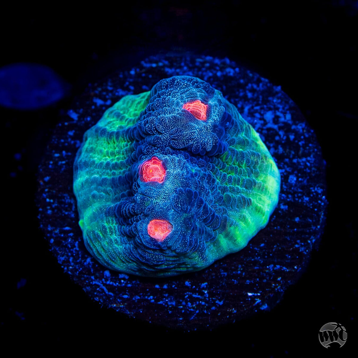 WWC Totally Blitzed Mycedium Chalice