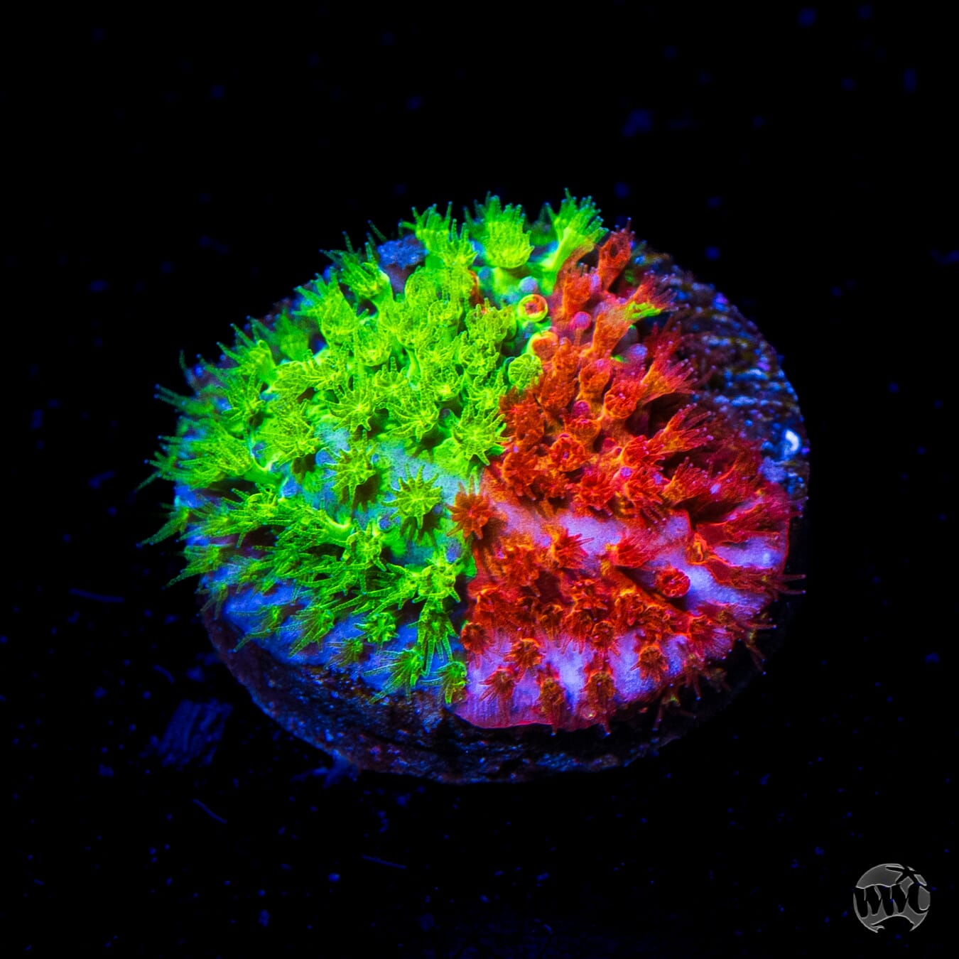 WWC Two Face Stylocoeniella Coral