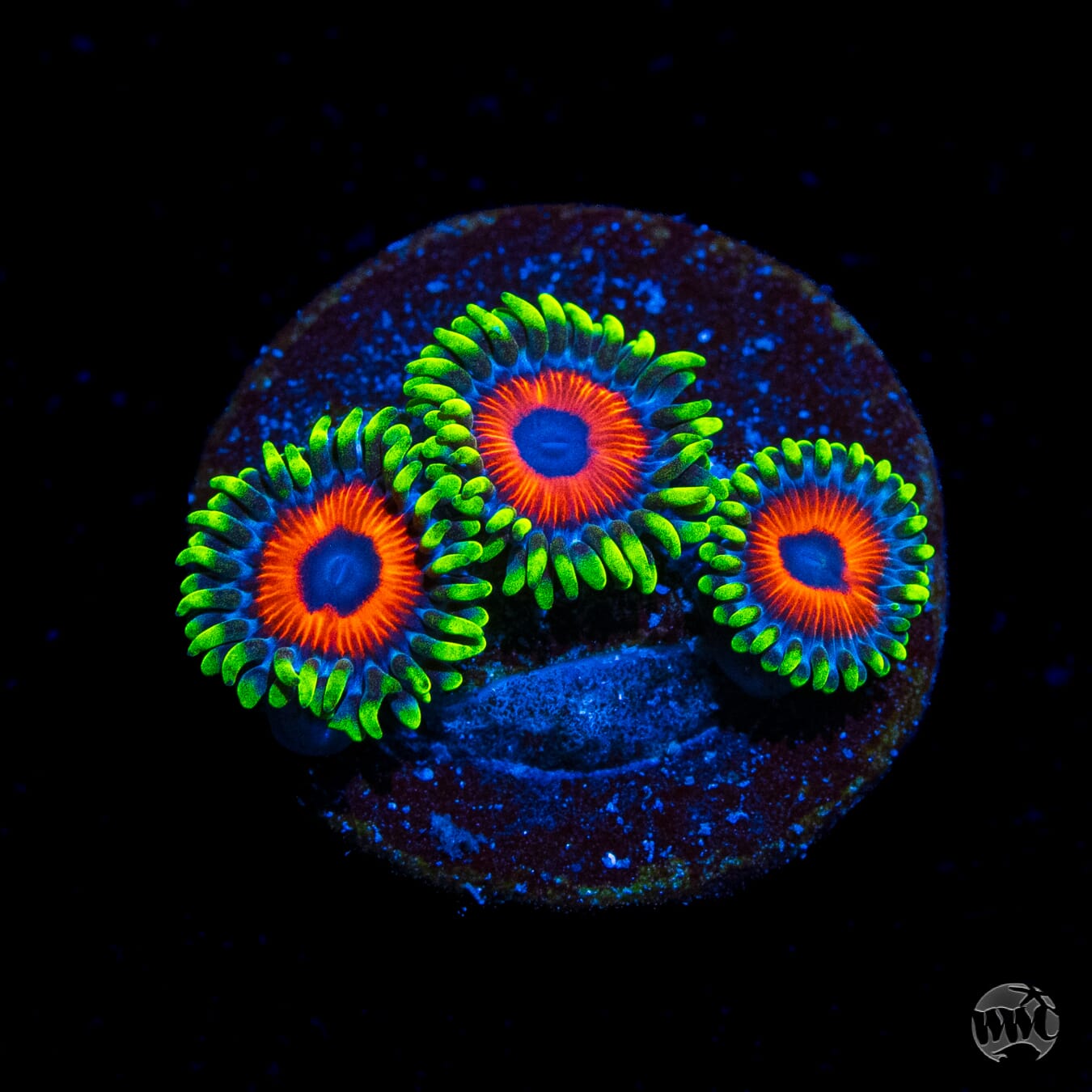 WWC Whammin Watermelon Zoanthids